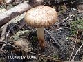 Inocybe pyriodora-amf1010-2